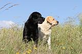 LABRADOR 402